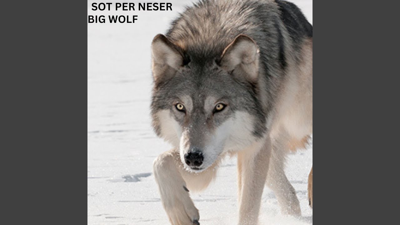 Sot Per Neser