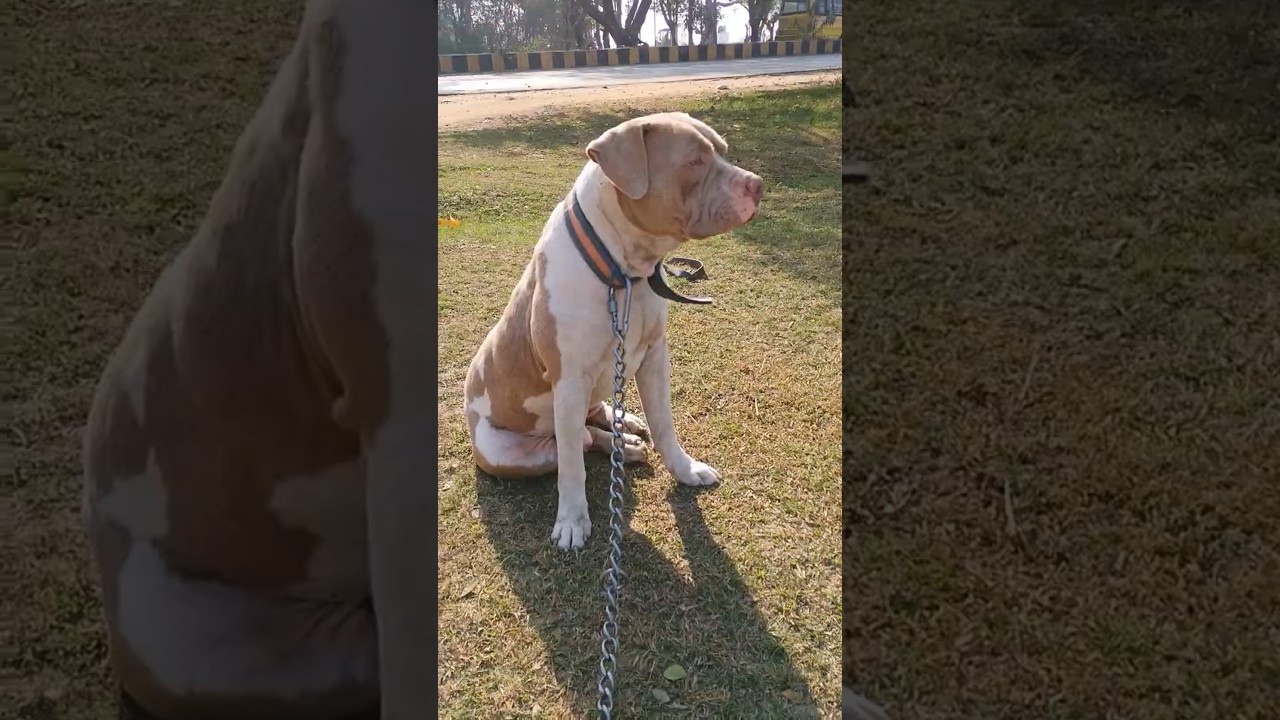 morning walk with Jack 