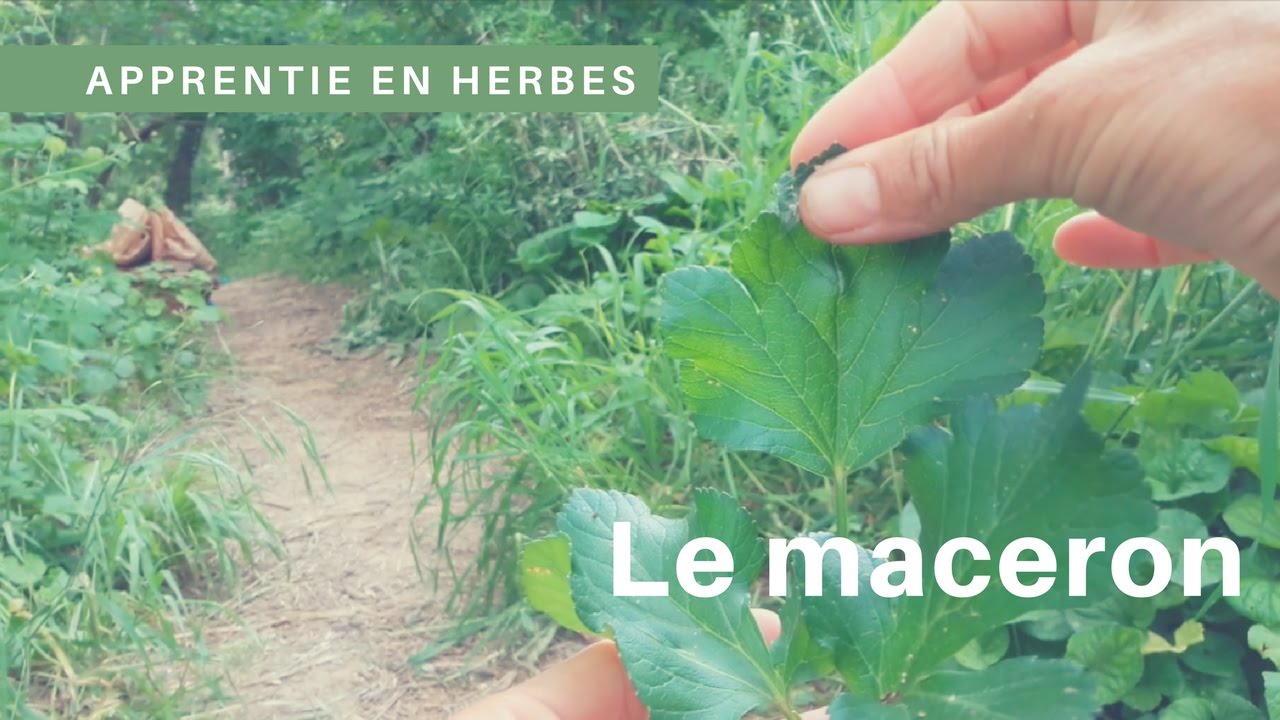 Ce légume oublié....le maceron
