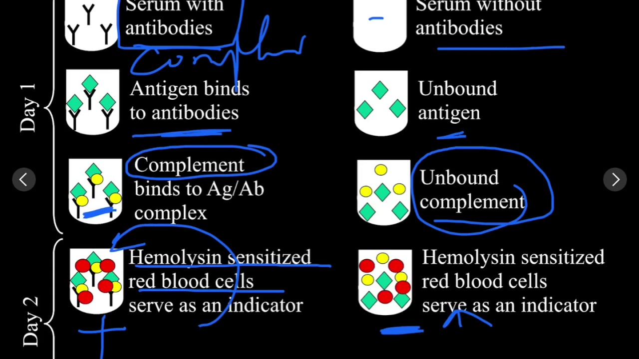 Antigen-antibody reactions laboratory part2