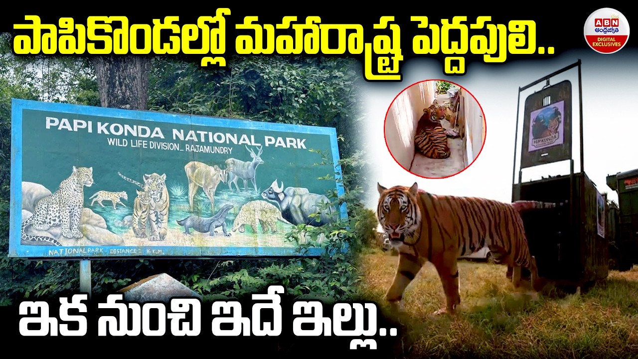 పాపికొండల్లో మహారాష్ట్ర పెద్దపులి | Rajahmundry Captured tiger released into Papikonda National Park