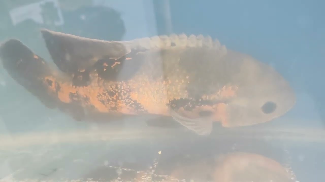Aquário peixe oscar 