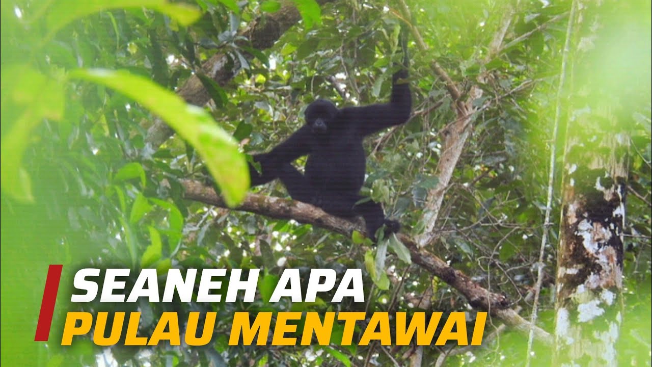 Pulau Mentawai: Permata tersembunyi di tengah modernisasi!