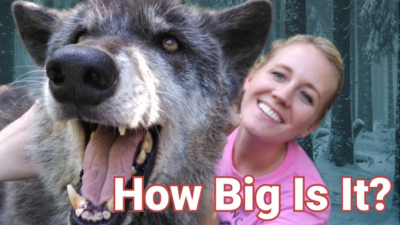German Shepherd And Wolf Mix Breed