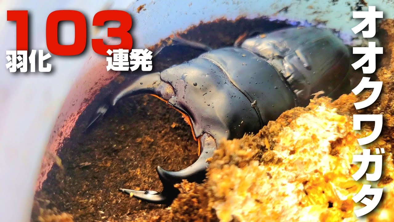 １年間で羽化してきたオオクワガタの数がヤバすぎる