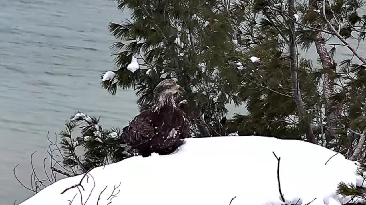 GLBEC - A subadult visits the nest