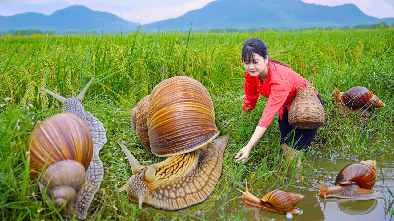 [ASMR COOKING FOOD] How to catch Snails - Cook Snail stew with Banana Bean a countryside specialty