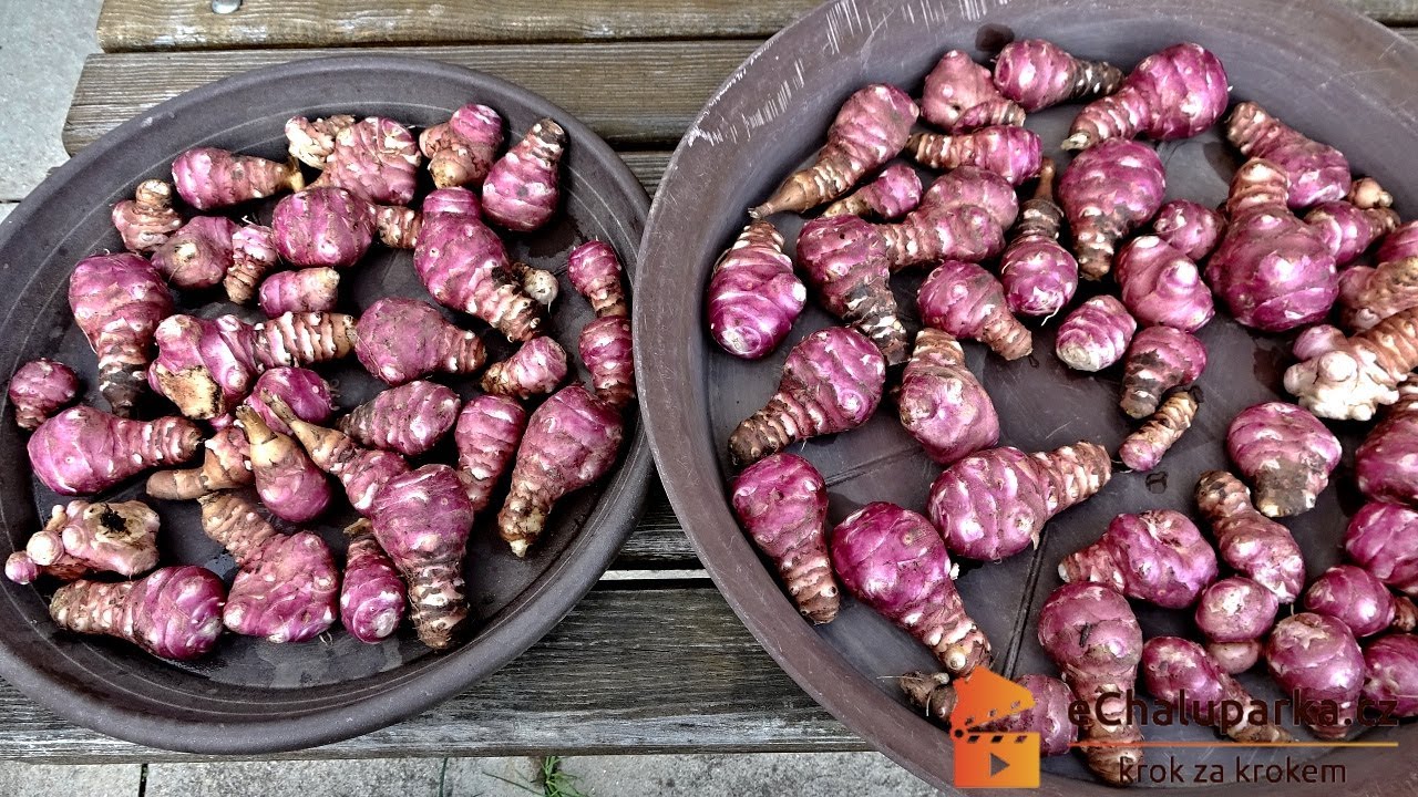 Jak pěstovat topinambur v nádobách. Helianthus tuberosus