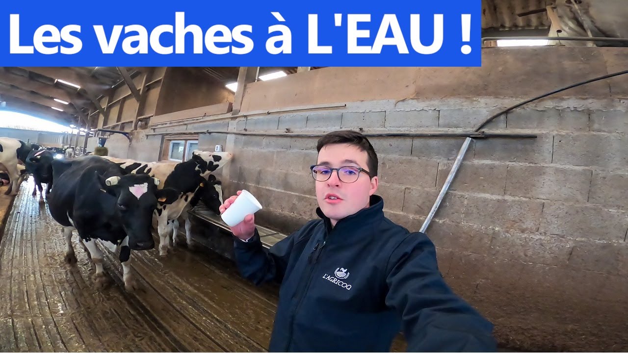 Les vaches à L'EAU !!🐮💧