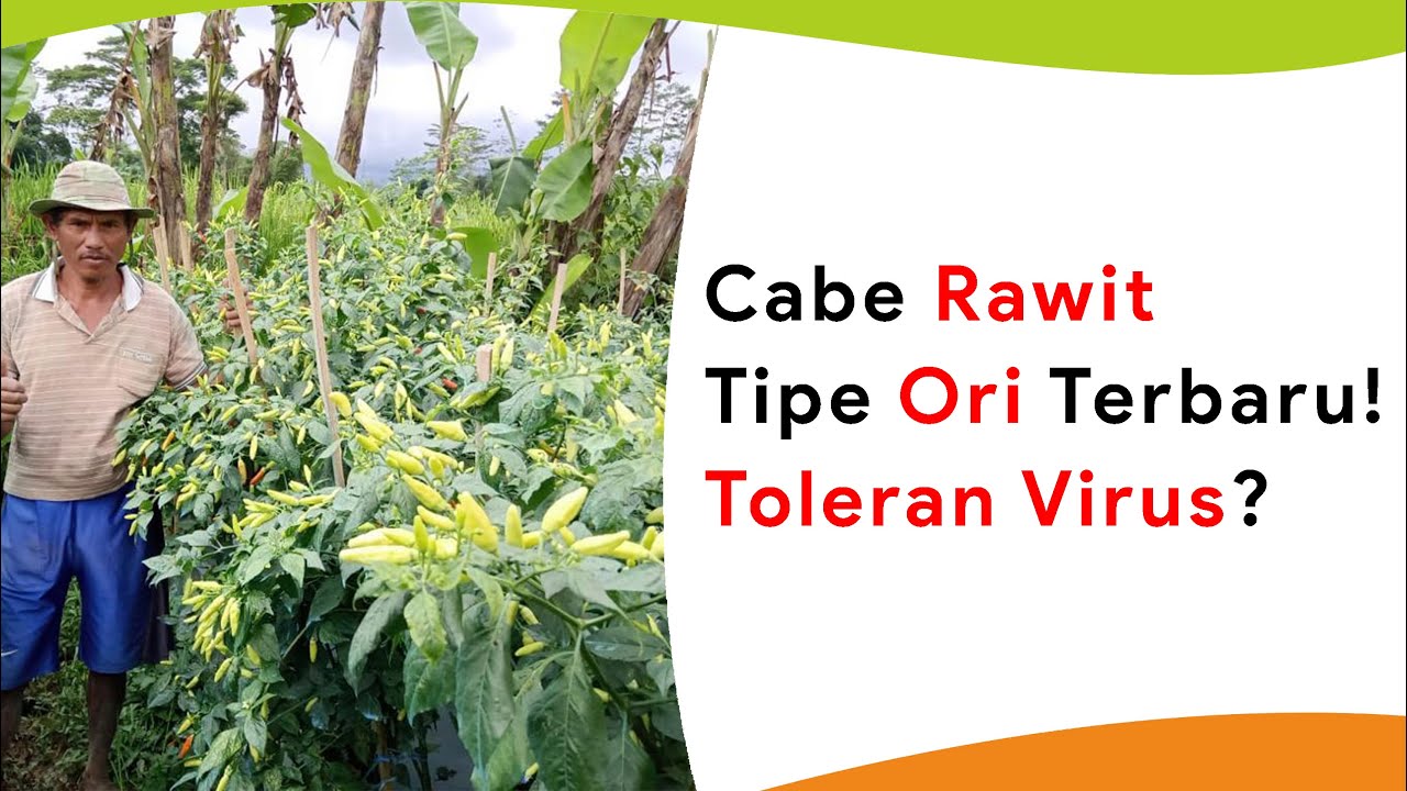 7 Benih Cabe Rawit Tipe Ori Terbaru! Mana yang Paling Tahan Virus?