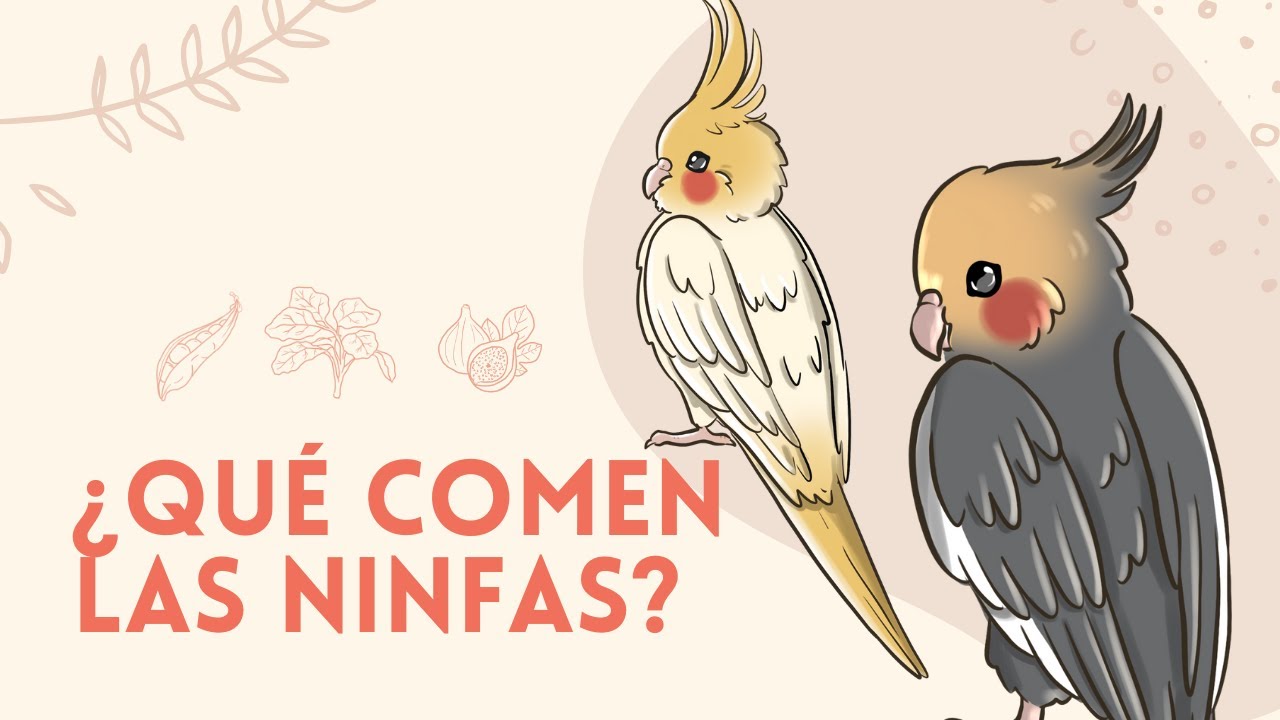 DIETA PARA NINFAS ¿Qué pueden comer? | ALIMENTACIÓN