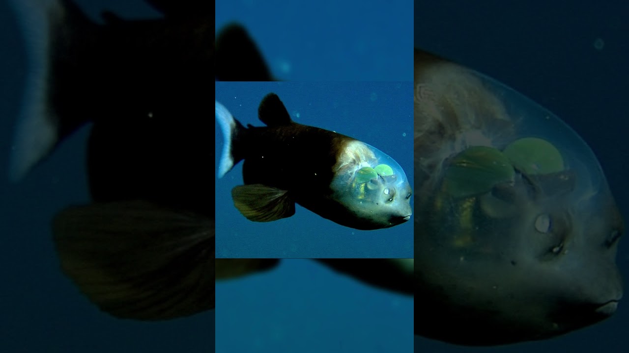 Transparent Head Fish: The Amazing Creature You Have to See to Believe! 😱🤯 #oceanlife #marinebiology