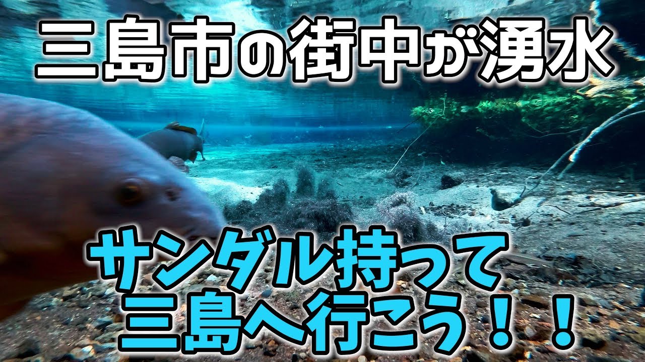 三島市の街中が湧水　サンダル持って三島へ行こう！！