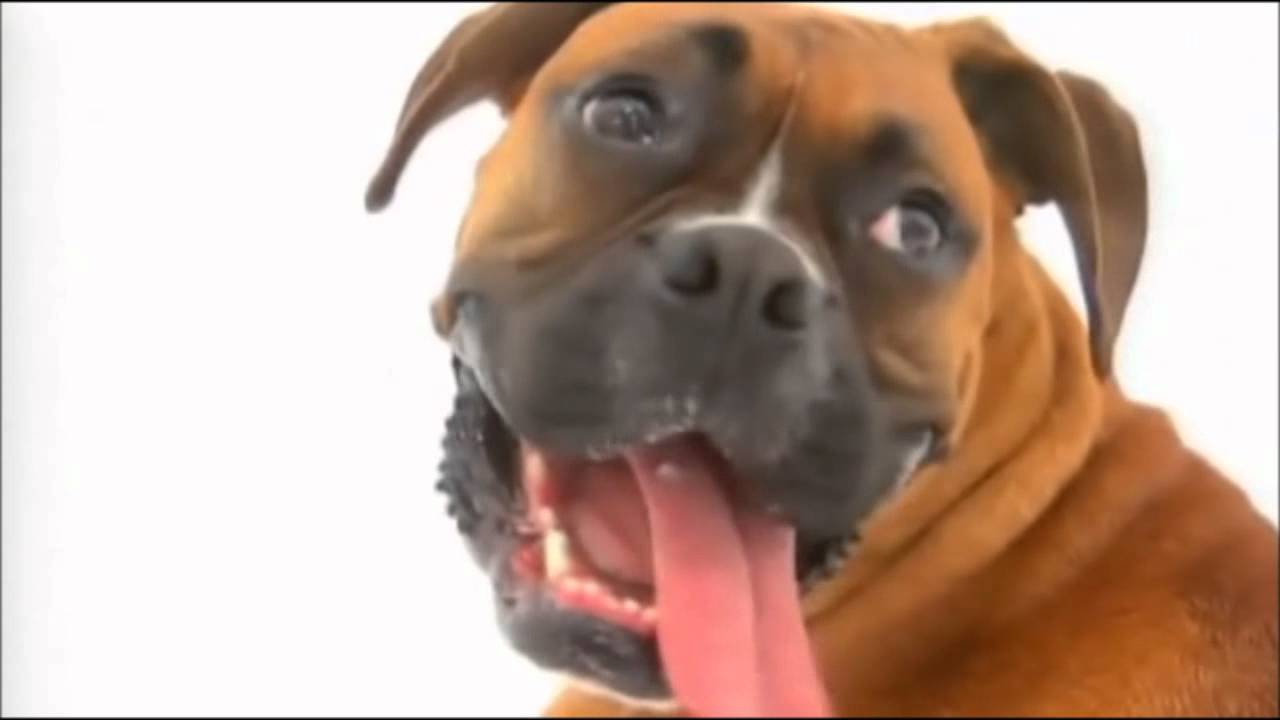 101 Nagykutya A Boxer