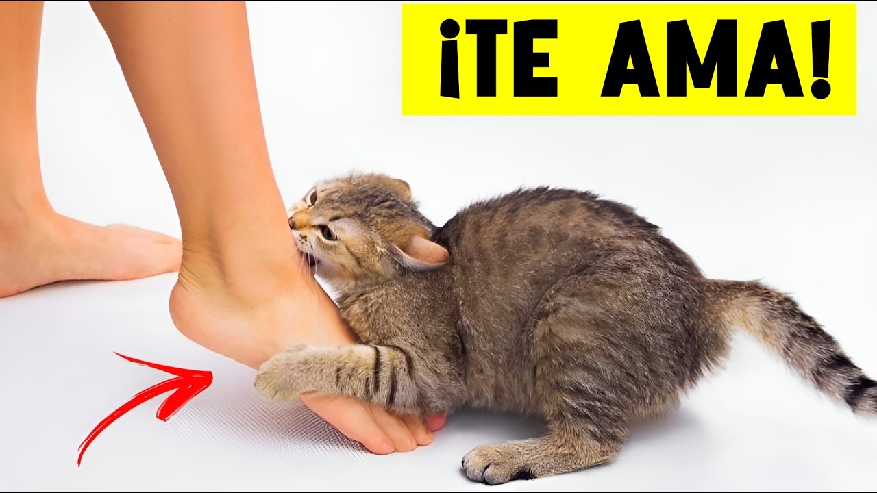 ¿Mi gato ME AMA? 15 Señales INCREÍBLES de que eres su humano FAVORITO🔥