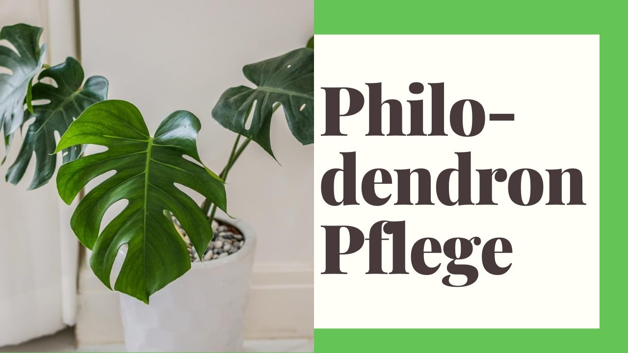 Philodendron Pflege – so gedeiht die Grünpflanze prächtig