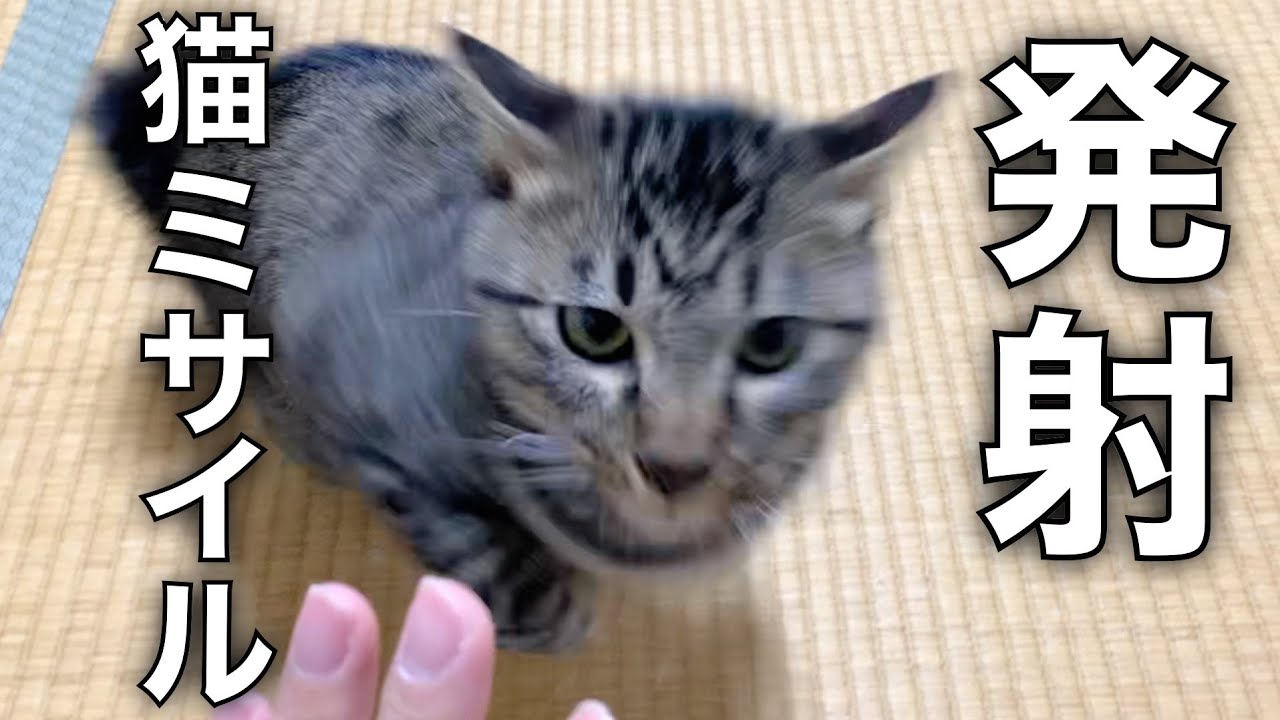 飼い主の顔めがけて飛んでくる猫ミサイルが怖すぎた...