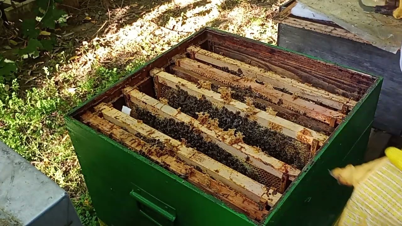 Organizarea albinelor pentru iernat - ST 8 - Aduc miere , cuib extins la 5 rame .