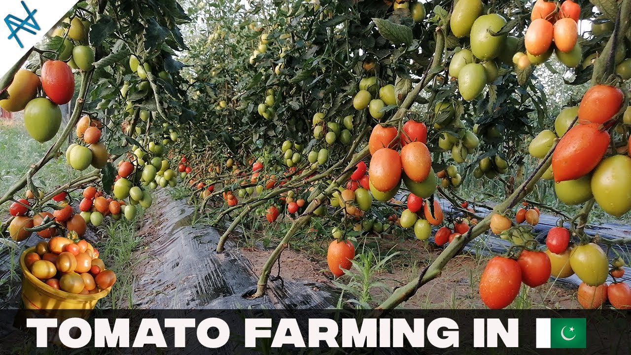 Tomato Farming | how to grow off-season tomato in tunnel | hybrid tomato seed  production Urdu/Hindi