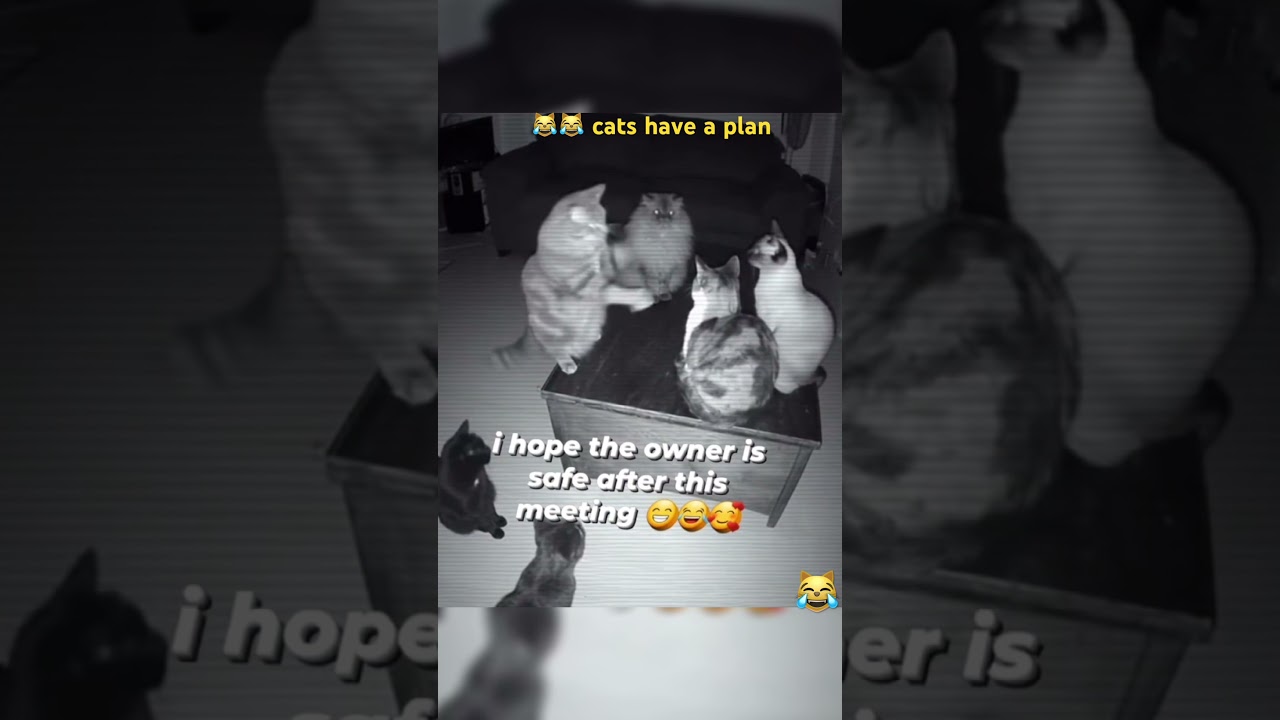 Cats have a plan 😂 #shortvideo #funnyshorts #viral #viralvideo #catshorts #cat #shorts