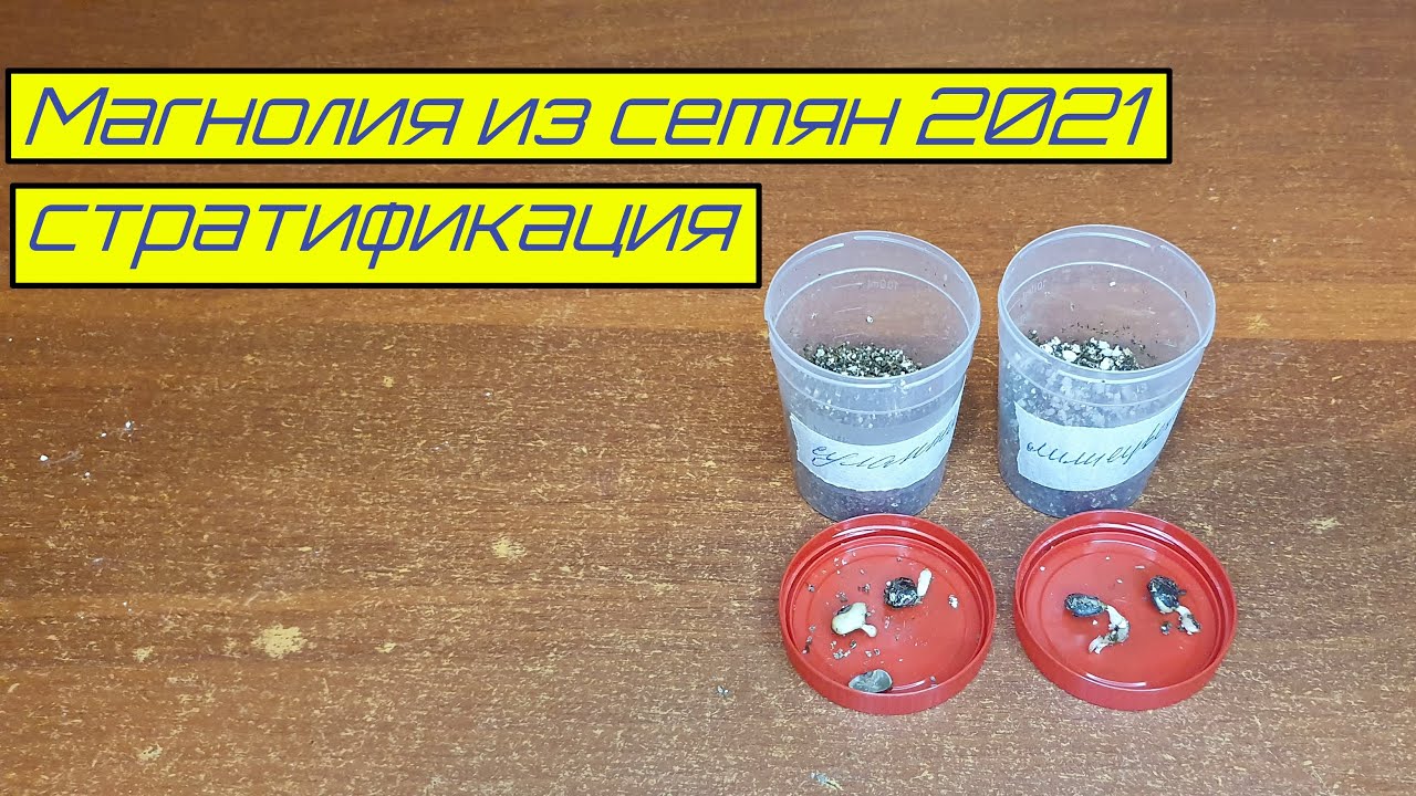 Магнолия из семян 2021 стратификация