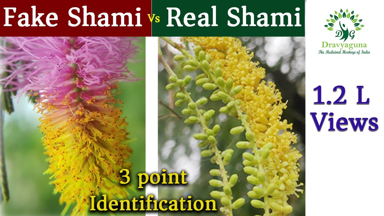 शमी वृक्ष को कैसे पहचाने Shami plant prosopis cineraria Prosopis spicigera identification Fake Shami