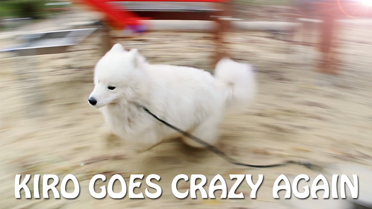 Kiro goes crazy AGAIN