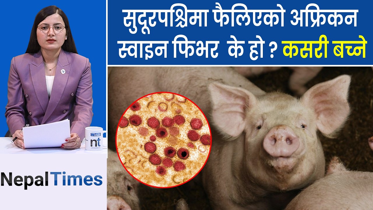 सुदूरपश्चिममा फैलियो घातक‘अफ्रिकन स्वाइन फिभर’, बङ्गुर खोरमै म रे || Nepal Times