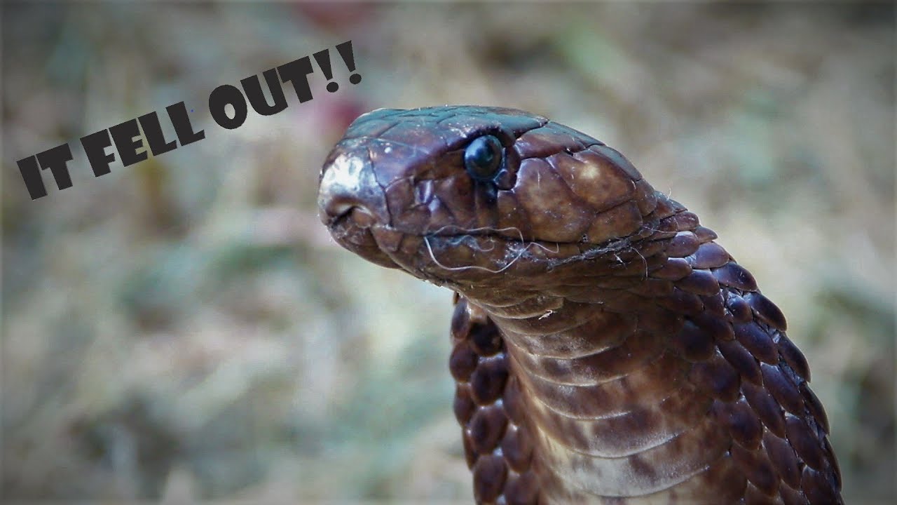 Cape cobra escapes in Cape Town.
