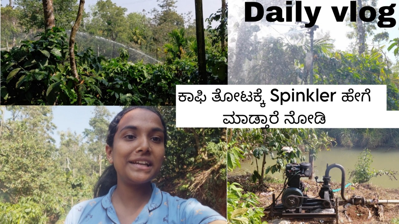 ಕಾಫಿ ತೋಟಕ್ಕೆ Spinkler ಹೇಗೆ ಮಾಡತಾರೆ ನೋಡಿ//Daily vlog in our coffee estate
