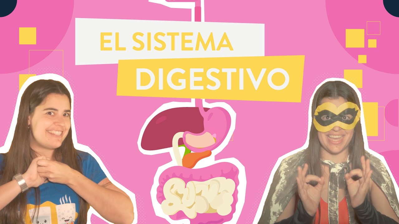 El sistema digestivo (La NUTRICI&Oacute;N 1/4)