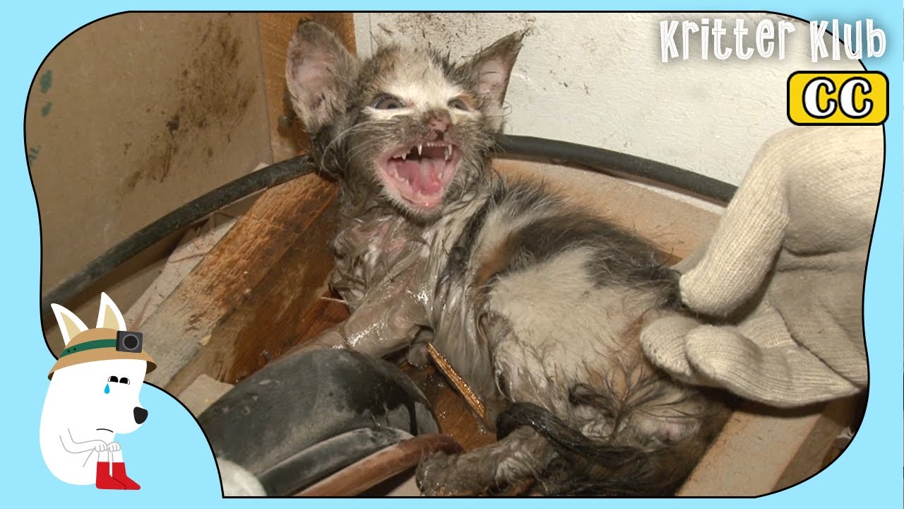 Кошка крик о помощи, чтобы спасти ее котенка застрял в клеевой ловушке л Kritter Klub