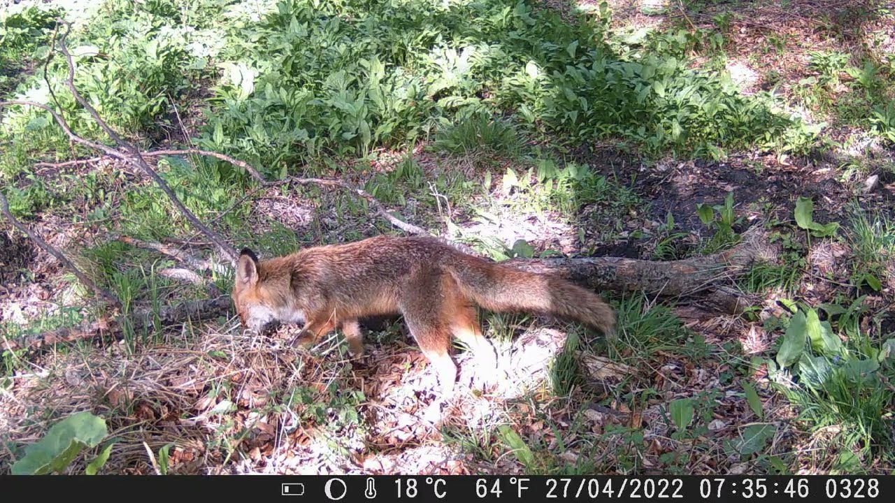 SUNTEK HC 801 TRACAM. HUNTING CAMERA.