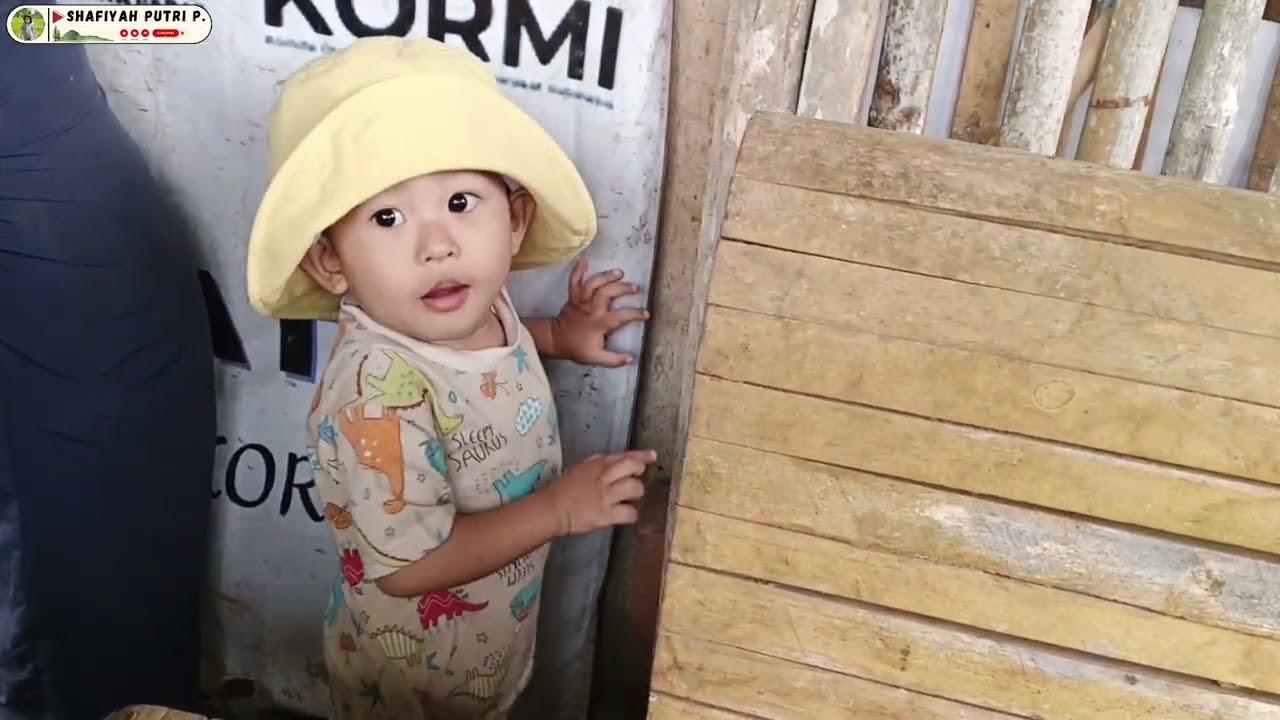 Memberi makan domba dan bebek di kandang 