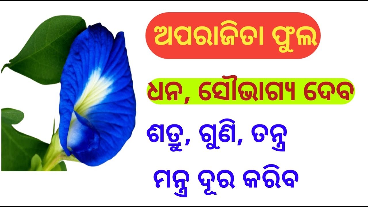 ଅପରାଜିତା ଫୁଲ ଭାଗ୍ୟ ବଦଳେଇଦେବ | ଧନ ବଢିବ | Aparajita Flower benefits | Aparajita Odia Sukha Sansara