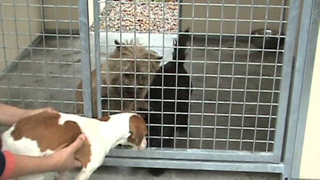 Stop'n'dog Anti aboiement à Spray petits chiens - FR