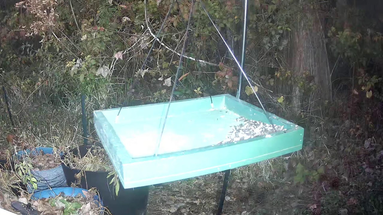 Daily Bird Live Stream from North Florida ☀️ February 6, 2026
