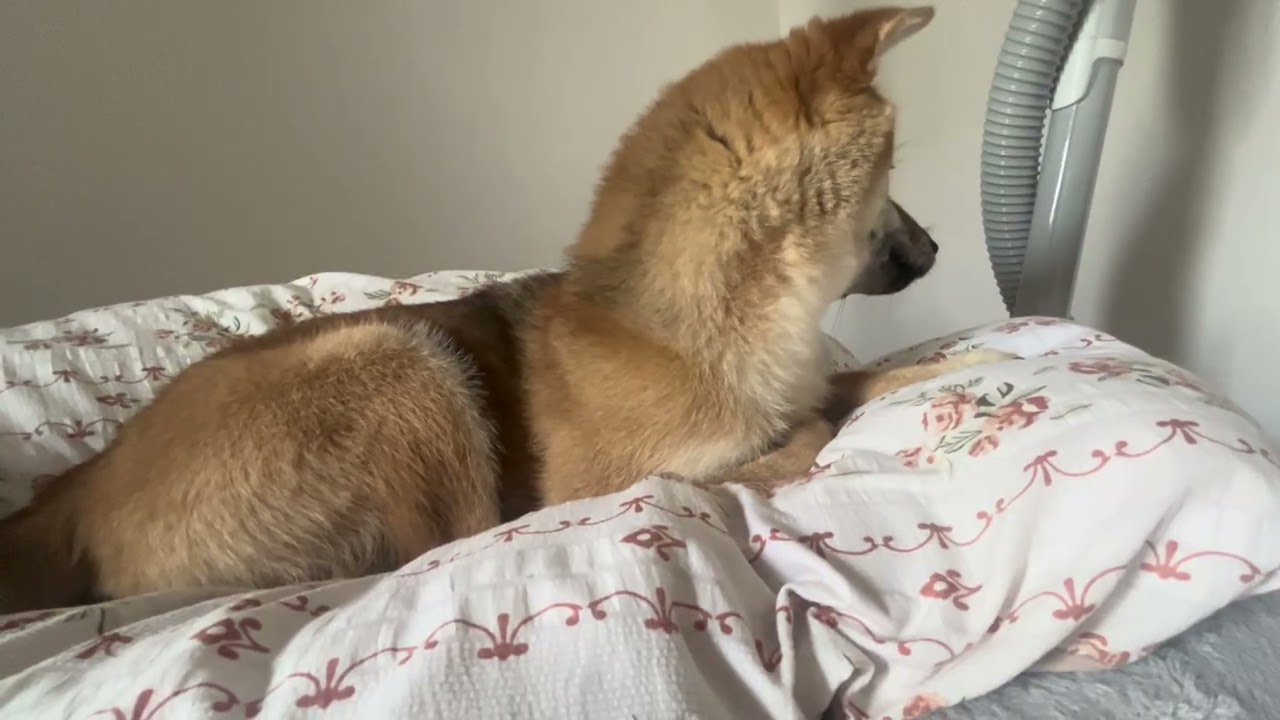 ゴロゴロ柴
