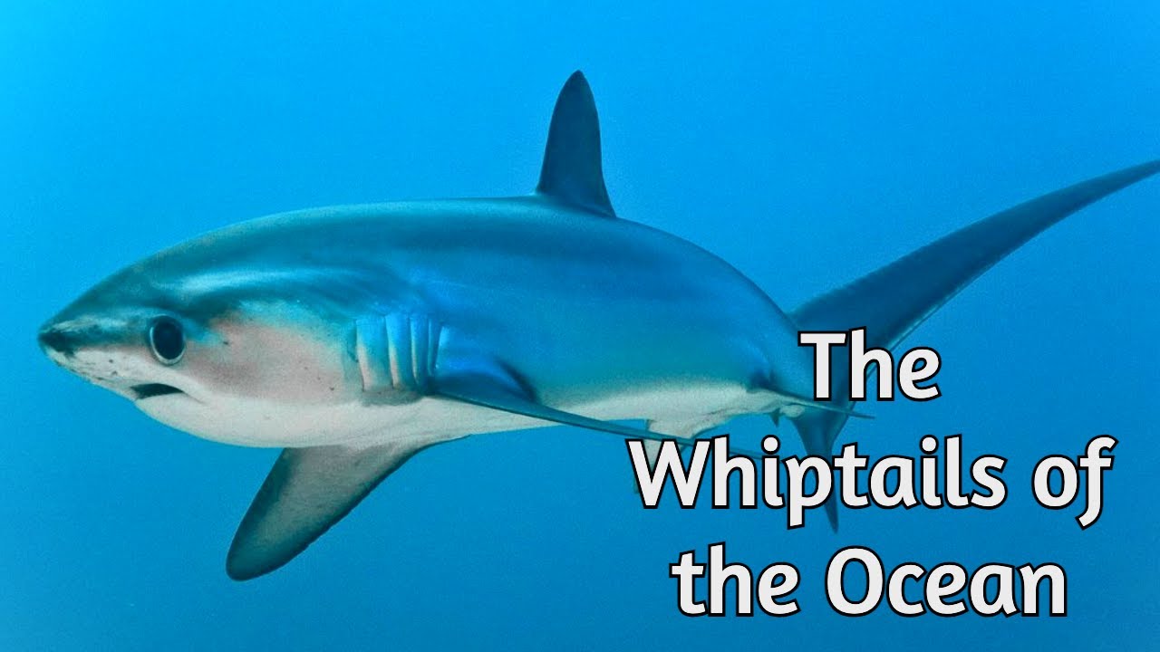 Thresher sharks - The Whiptails of The Ocean