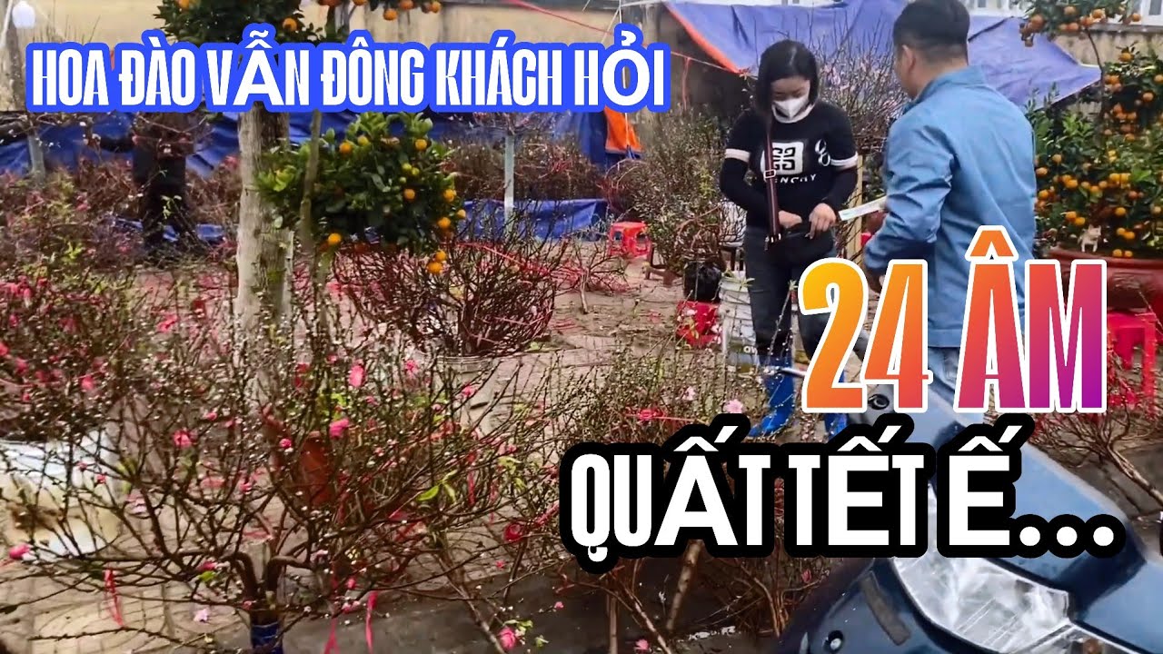 Quất Tết Ế Chổng Chơ Chị Chủ Hoa Đào Vẫn Nườm Nượp Khách Mua Mặc Cả Dù Trời Mưa Gió 