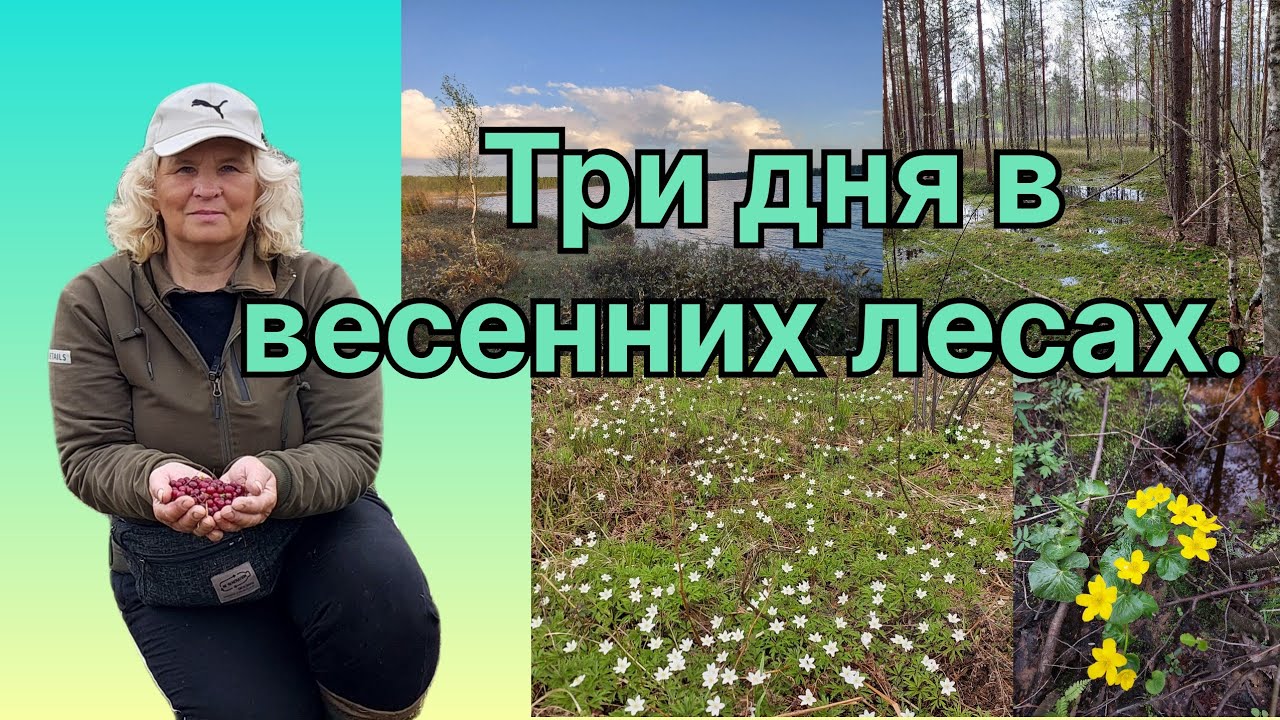 Весенний поход в ЛЕСА и на БОЛОТА. Лесная ИЗБУШКА приютила. Вешняя клюква.