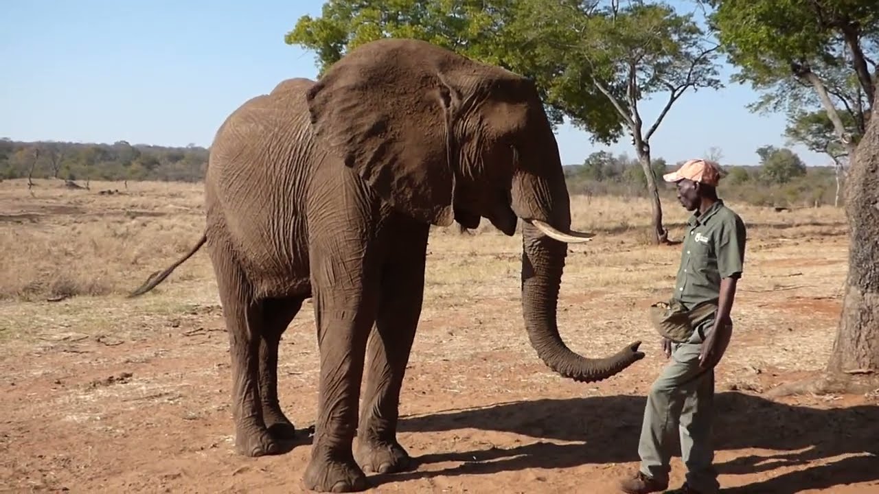 Elephants at Wild Horizons Elephant Sanctuary and Orphanage, Victoria Falls, Zimbabwe, Aug 2022