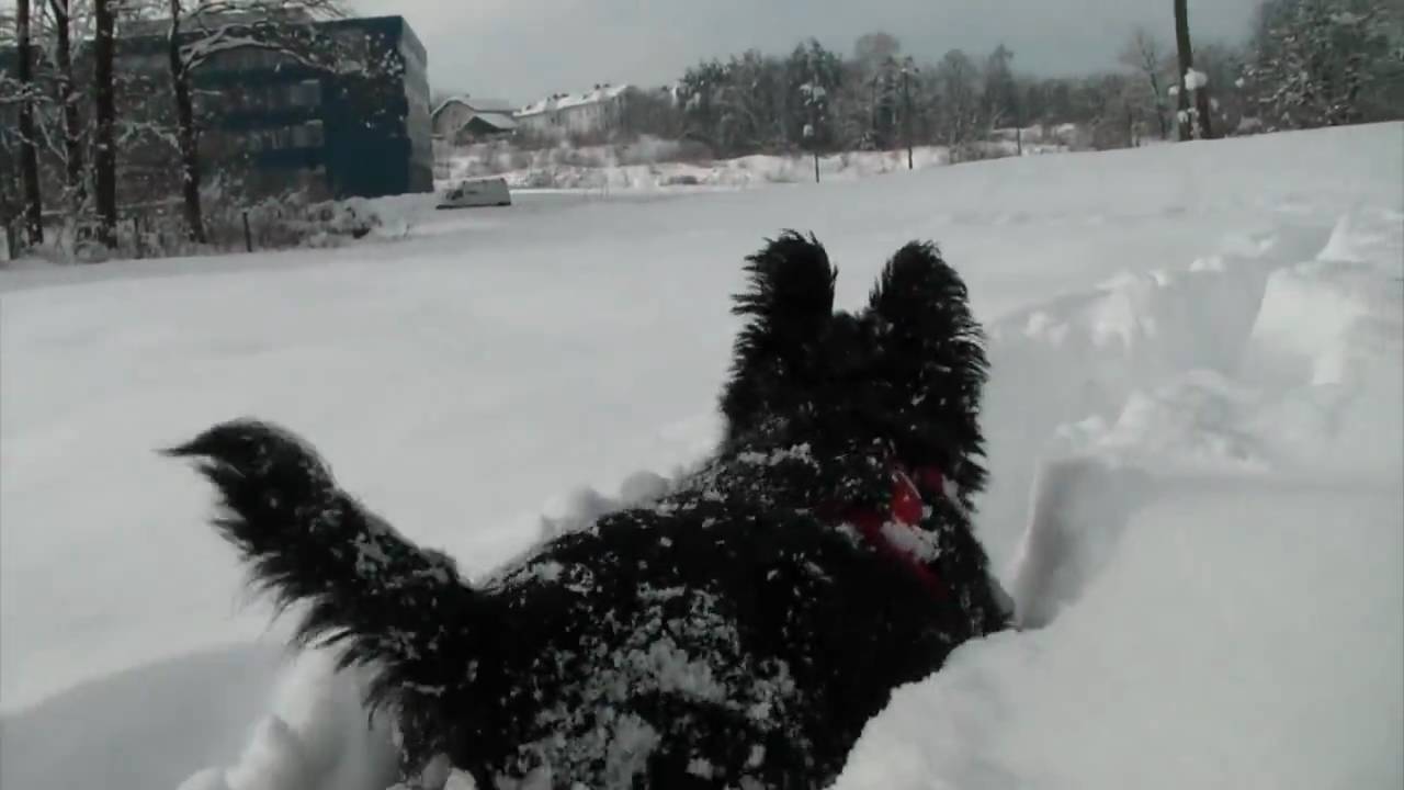 Scottish terrier in fresh snow HD