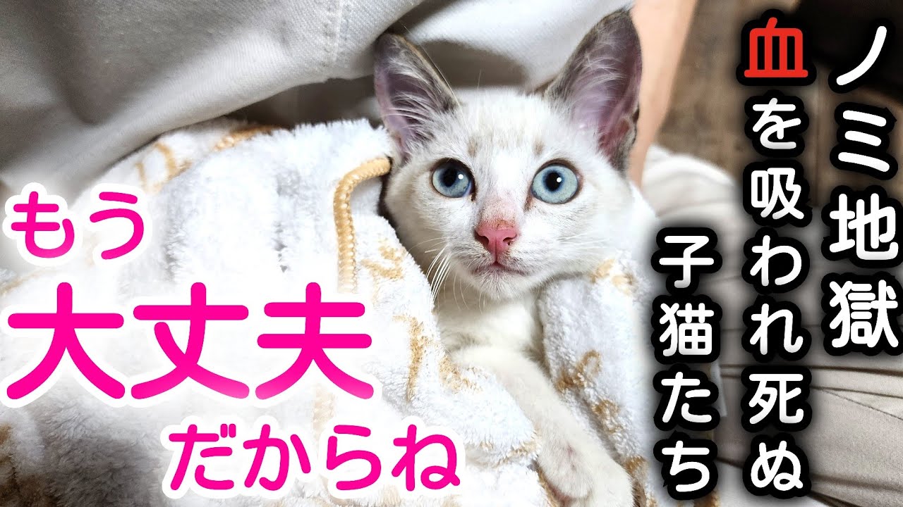 【子猫保護】家主のいないゴミ屋敷、ノミ地獄から保護しました