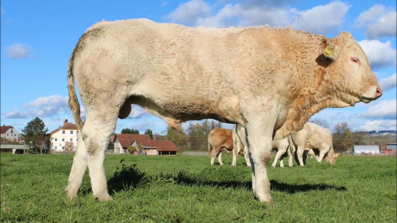 Blonde d´Aquitaine Zuchtbetrieb Biohof Doppler Hornlose Bullenkälber mit ihren Müttern auf der Weide