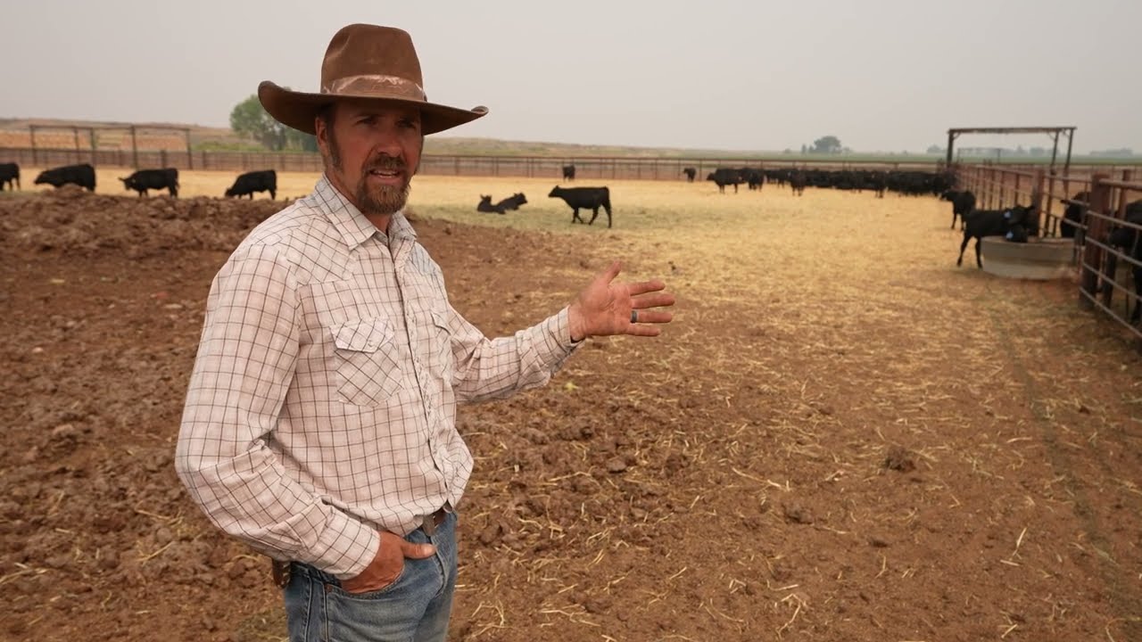 Weaned calves feed in feedlot - Wyoming 307-24 - 4K