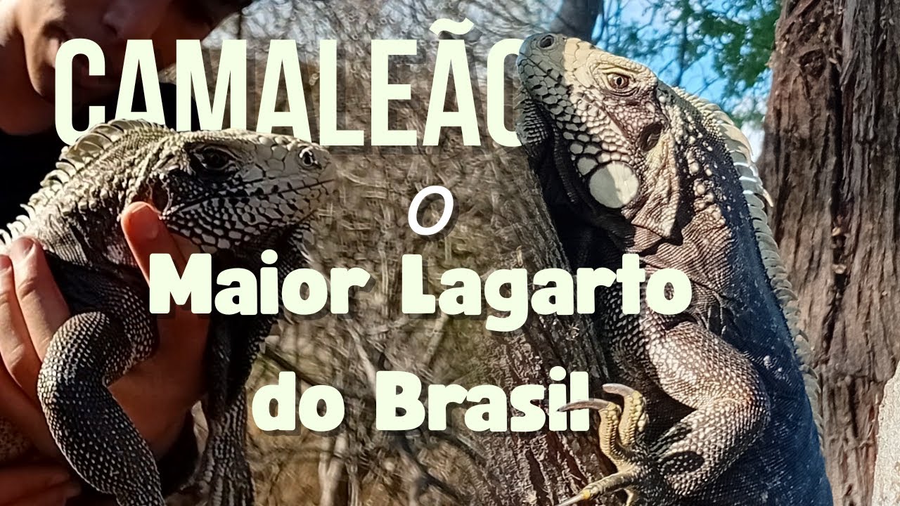 Resgatei uma Iguana cheia de ovos, o maior lagarto do Brasil!!