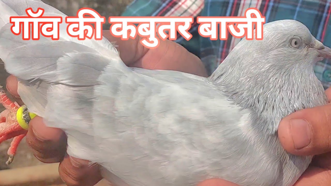 टोंक के गाॅव की देसी कबुतर परवरी | एक सें बढ़कर एक नस्ल के कबुतर 