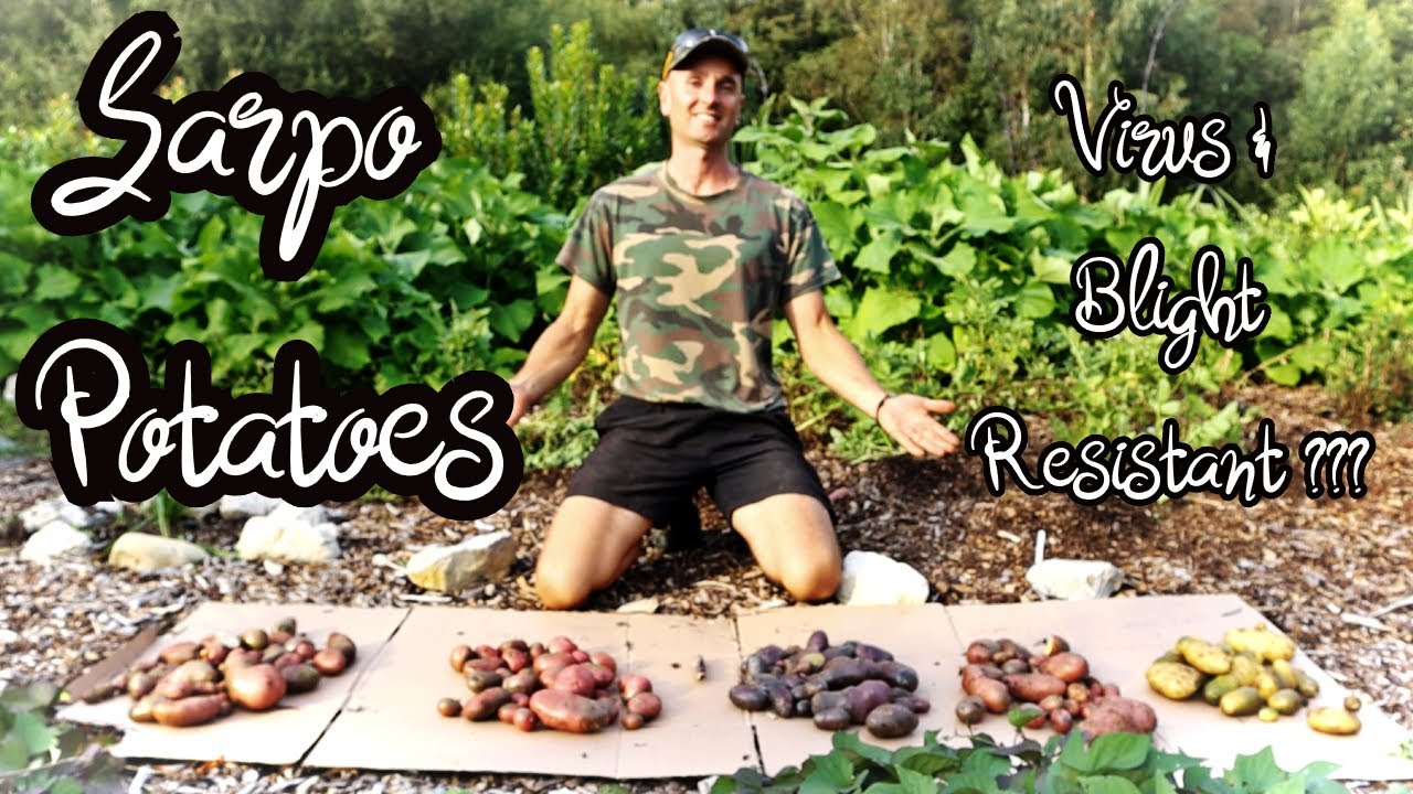 Growing Blight Resistant Potatoes | Results & Taste test - Epic Success & Failure | Sarpo Potatoes
