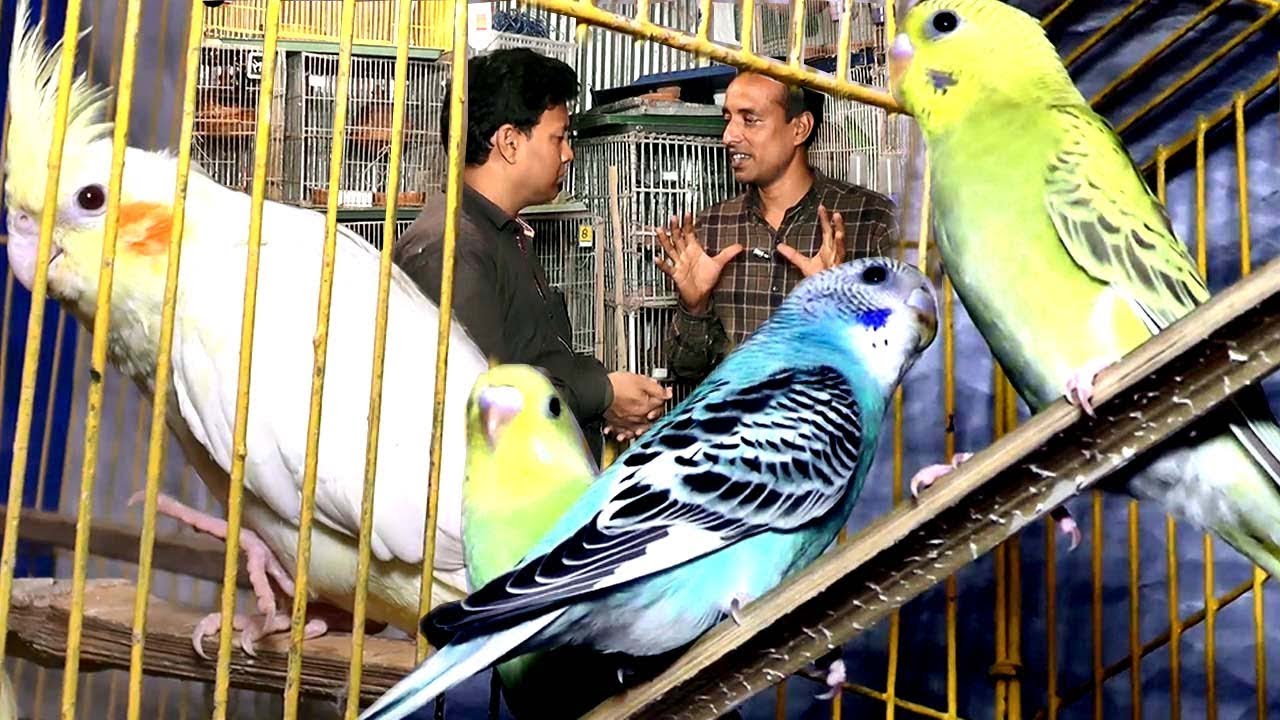 ২ জোড়া পাখি দিয়ে এখুন লাখোপতি শাজাহানপুরে রেজাউল  | বিদেশী পাখির সমাহার | বেকার সমস্যার সমাধান